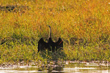 African Darter, Botswana