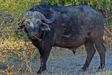 Male Cape Buffalo, Chobe National Park