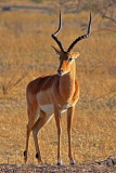 Male impala, Chobe National Park