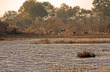 Early morning on the Okavango Delta