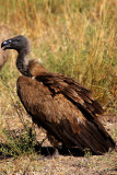 Vulture feeds on the road kill, Botswana
