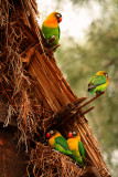 Love Birds, Tanzania