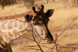 Giraffe eats an acacia tree