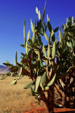 Namib desert cactus