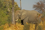 Okavango Delta elephant