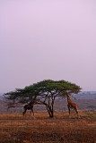 Two giraffes brousing on an acacia