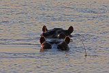 Two Hippopotami, Chobe National Park