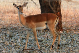 Female impala, South Luangwa National Park