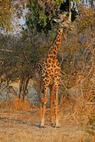 Giraffe browses near a sausage tree