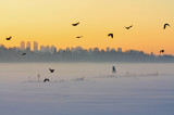 Crows fly across the frozen lake