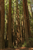 Navarro River Redwoods State Park