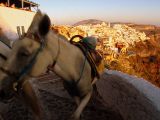 Donkey rides in Santorini