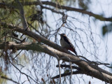 Syrian Woodpecker - Syrische Bonte Specht