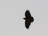 Fantailed Raven - Waaierstaartraaf