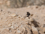 Desert Wheatear - Woestijntapuit