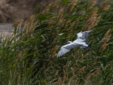 Western Reef-Heron - Westelijke Rifreiger