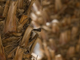 Eastern Black-eared Wheatear - Oostelijke Blonde Tapuit