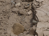 Desert Wheatear - Woestijntapuit