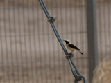 Eastern Black-eared Wheatear - Oostelijke Blonde Tapuit