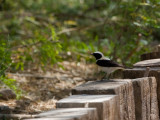Eastern Black-eared Wheatear - Oostelijke Blonde Tapuit