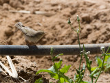 Eastern Bonellis Warbler - Balkanbergfluiter