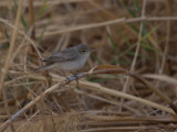 Eastern Olivaceous Warbler - Oostelijke vale spotvogel