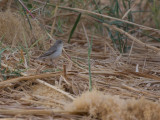 Eastern Olivaceous Warbler - Oostelijke vale spotvogel