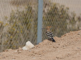 Eurasian Hoopoe - Hop
