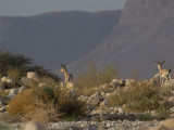 Dorca Gazelle