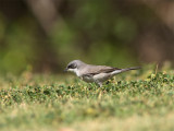 Lesser Whitethroat - Braamsluiper