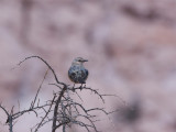 Patagonian Mockingbird.jpg