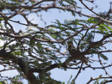 White-fronted Woodpecker.jpg