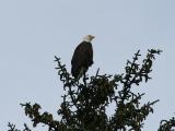 Bald Eagle - Amerikaanse Zeearend