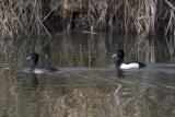 Kuifeend - Tufted Duck