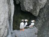 Horned Puffin - Gehoornde Papegaaiduiker