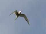 Artic Tern - Noordse Stern