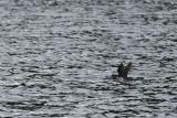 Parakeet Auklet - Papegaaialk