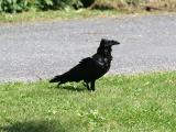 Raven - Raaf
