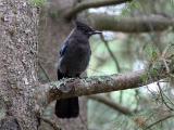 Stellers Jay - Stellers Gaai