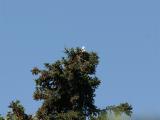 Shortbilled Gull - Amerikaanse Stormmeeuw