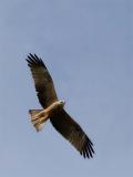 Zwarte Wouw - Black Kite