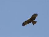 Zwarte Wouw - Black Kite