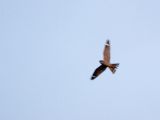 Lesser Nighthawk - Texas-nachtzwaluw