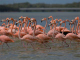 Caribbean Flamingo - Rode Flamingo