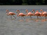 Caribbean Flamingo - Rode Flamingo