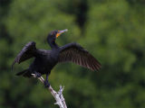 Double-crested Cormorant - Geoorde Aalscholver