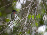 Rose-throated Becard (male) - Roodkeelbekarde (man)