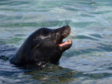 Galapagos Seal 7.jpg