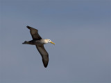 Waved Albatros - Galpagosalbatros