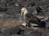 Waved Albatros - Galpagosalbatros